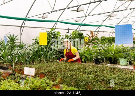 Lächelnden jungen Frau Gärtner bei der Arbeit in einem Gewächshaus mit Zimmerpflanzen Stockfoto