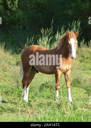 Eine hübsche junge Welsh Cob Fohlen steht in einem paddock. Stockfoto