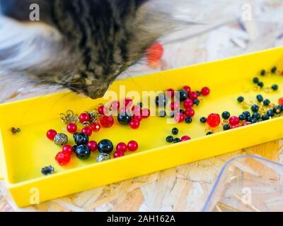 Die Katze schnuppert die Perlen Stockfoto