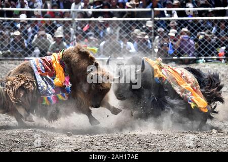 (191223) - Peking, 23 Dezember, 2019 (Xinhua) - yaks Kampf während einem yak - kämpfende Festival in Zhexia Township, Xigaze Bainang County im Südwesten Chinas Tibet autonomen Region, Sept. 9, 2019. Von der wissenschaftlichen Expedition am See Yamzbog Yumco zu Wildlife Conservation patrol Mission in Shuanghu County in einer durchschnittlichen Höhe von mehr als 5.000 Metern, von einem traditionellen festlichen Pferderennen zu jährlichen Facelift des Potala Palast, die Fotografen von Xinhua die lokalen Menschen im täglichen Leben und Leistungen zur sozialen Entwicklung in Tibet im Jahr 2019, das Jahr des 60. Jahrestages der Stockfoto