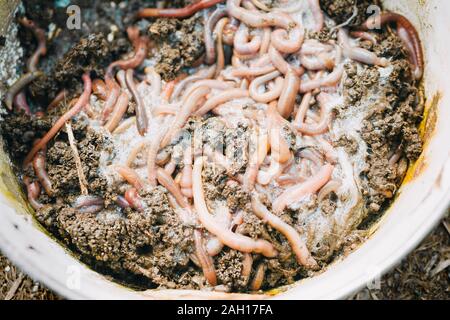 Kleine weiße Wanne mit Living Earth Worms Stockfoto