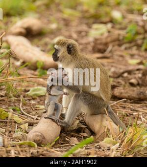 Meerkatze mit Baby (Scercopthecus aethiops), im Tarangire Nationalpark, Tansania Stockfoto