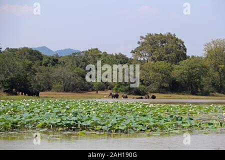 Seerosen mit Asien Elefanten im Hintergrund in Sri Lanka Stockfoto