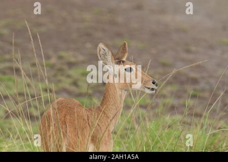 Nahaufnahme der weiblichen Riedböcke (Redunca redunca) im Serengeti National Park, Tansania Stockfoto