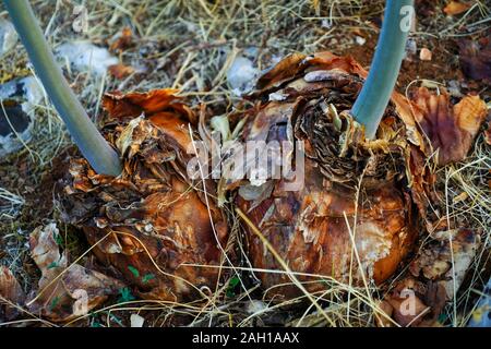 Meer Blausterne (Drimia maritima) in Fanari Beach, Argostoli, Kefalonia, Ionische Inseln, Griechenland Stockfoto