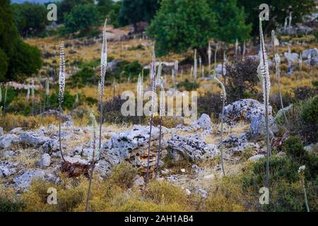 Meer Blausterne (Drimia maritima) in Fanari Beach, Argostoli, Kefalonia, Ionische Inseln, Griechenland Stockfoto