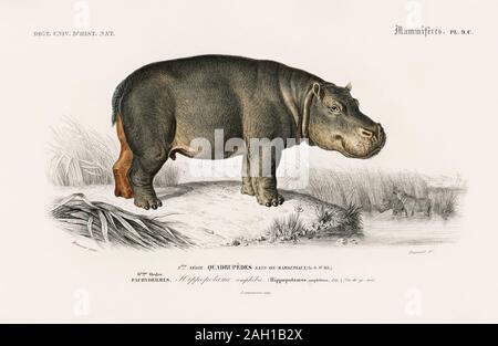 Vintage Natural history Tier Artwork Stockfoto