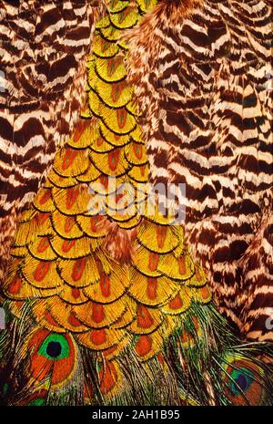 Indische Pfau, männlich, Pavocristiatus, Feder Detail mit 'Auge' Flecken Stockfoto