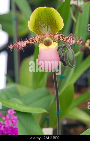 Paph Pinocchio, Lady Slipper, Orchidee Stockfoto