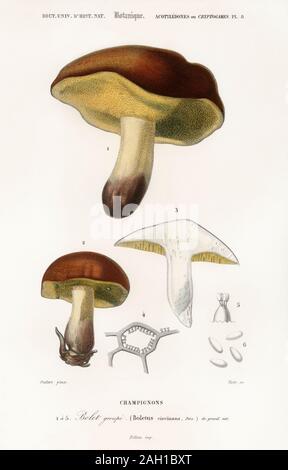 Vintage Natural history Tier Artwork Stockfoto