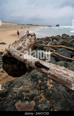 Treibholz zwischen Felsen am Strand während der bewölkten Tag an der französischen Atlantikküste mit Surfer im Hintergrund Stockfoto