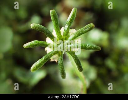 Kommunalanleihen, Marchantia polymorpha, männliche Reife weibliche' Sonnenschirme 'Gemma cups Stockfoto