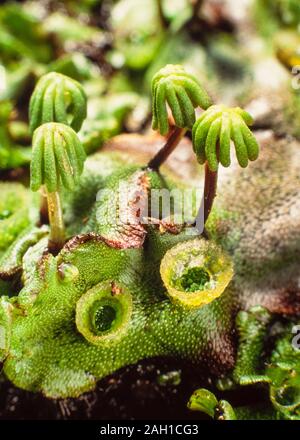 Kommunalanleihen, Marchantia polymorpha, männliche Reife weibliche' Sonnenschirme 'Gemma cups Stockfoto