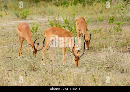 Nahaufnahme von Impala (Aepyceros melampus Wissenschaftlicher Name: oder der wala Pala'in Swaheli) in den Tarangire Nationalpark, Tansania Stockfoto