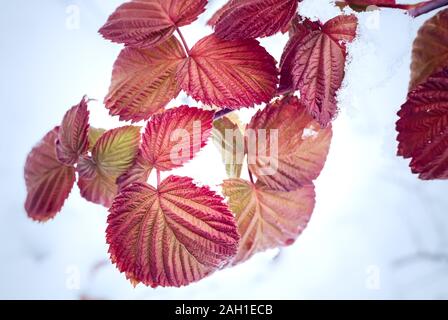 Die ersten schweren Schnee auf die Zweige der Sträucher. Stockfoto