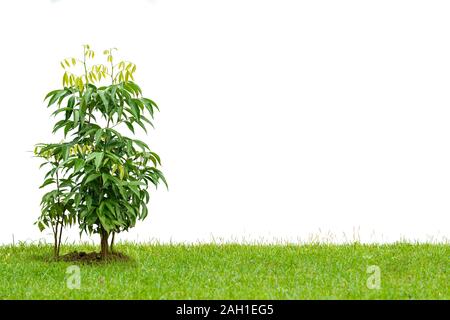 Junge lychee Baum auf einem Rasen auf weißem Hintergrund Stockfoto
