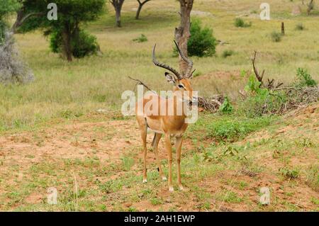 Nahaufnahme von Impala (Aepyceros melampus Wissenschaftlicher Name: oder der wala Pala'in Swaheli) in den Tarangire Nationalpark, Tansania Stockfoto