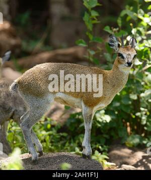 Nahaufnahme des Klippspringer (Wissenschaftlicher Name: Oreotragus oreotragus, oder 'Mbuzi Mawe" in Swaheli) in der Serengeti/Tarangire, Lake Manyara, Ngorogoro Nati Stockfoto