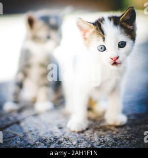 Schöne weiße Katze mit blauen Augen, zwei süße Kätzchen Spaziergang auf dem Steinboden sind im Sommer Hof. Stockfoto