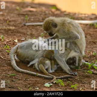 Meerkatze (Wissenschaftlicher Name: cercopthecus aethiops, oder Tumbiili in Swaheli), im Lake Manyara Nationalpark, Tansania Stockfoto