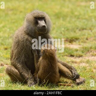 Nahaufnahme von Olive Paviane (Wissenschaftlicher Name: papio Anubis, oder Nyani in Swaheli) im Lake Manyara National Park, Tansania Stockfoto