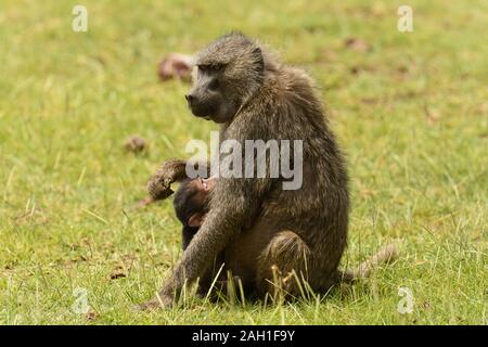 Nahaufnahme von Olive Paviane (Wissenschaftlicher Name: papio Anubis, oder Nyani in Swaheli) im Lake Manyara National Park, Tansania Stockfoto