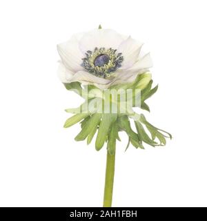 Anemone coronaria isoliert auf weißem Hintergrund Stockfoto