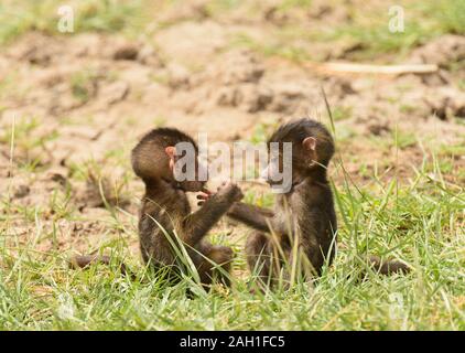 Nahaufnahme von Olive Paviane (Wissenschaftlicher Name: papio Anubis, oder Nyani in Swaheli) im Lake Manyara National Park, Tansania Stockfoto