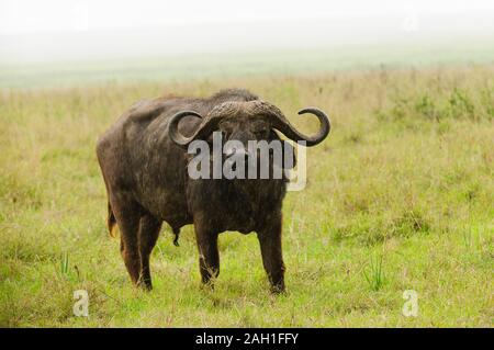 Nahaufnahme von Buffalo (Wissenschaftlicher Name: Syncerus Caffer oder 'Nyati oder Mbogo" in Swaheli) in der Serengeti/Tarangire, Lake Manyara, Ngorogoro Nationalpark Stockfoto