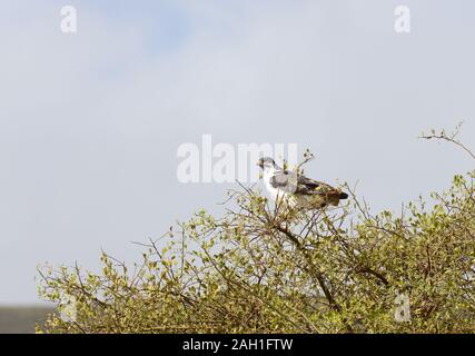 Augur Bussard (Wissenschaftlicher Name: Buteo rufofuscus, im Ngorongoro Conservancy area, Tansania Stockfoto