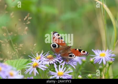 Ein europäischer Peacock Butterfly (Aglais IO), der sich auf Blumen von Michaelmas Daisy (Symphyotrichum Novi-Belgii) sonnt Stockfoto