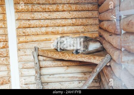 Wildkatze Luchs schläft allein auf Holzboden Stockfoto