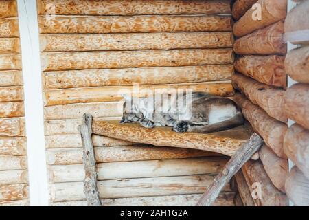 Wildkatze Luchs schläft allein auf Holzboden Stockfoto