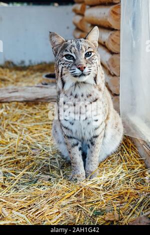 Wildkatze Luchs in Captive zoo Sommer Stockfoto