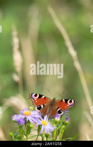 Ein europäischer Schmetterling (Aglais IO), der sich auf den Blüten einer Michaelmas Daisy (Symphyotrichum Novi-Belgii) sonnt Stockfoto