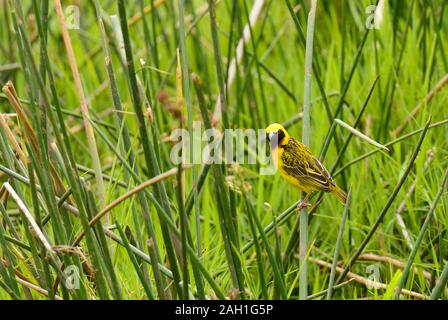 Die speke Weaver (Ploceus spekei) auf Gras gehockt Stockfoto