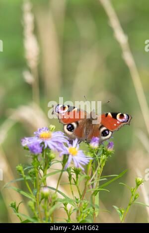 Ein Peacock Butterfly (Aglais IO) mit einer Michaelmas-Blume (Symphyotrichum Novi-Belgii) Stockfoto