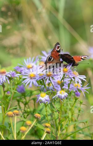 Zwei Peacock Butterflies (Aglais IO) füttern Michaelmas Daisy Flowers (Symphyptrichum Novi-Belgii) im Spätsommer Stockfoto