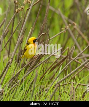 Die speke Weaver (Ploceus spekei) auf Gras gehockt Stockfoto