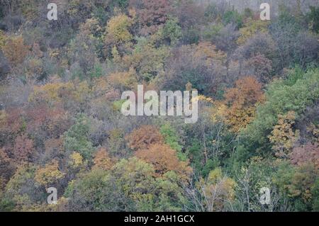 Mischwald im Herbst Licht. Herbst Wald Farben von oben. Herbstfarben. Stockfoto