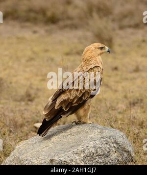 Tawny Eagle (Aquila rapax), auf einem Stein saß, in der Nähe von Mbwezi Mawe, Tansania Stockfoto