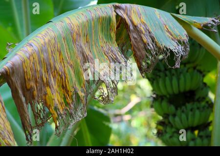 Bananenstaude Krankheit, Symptome der Schwarzen sigatoka auf Banane Laub, Schwarze Sigatoka infizierten Pflanze Stockfoto