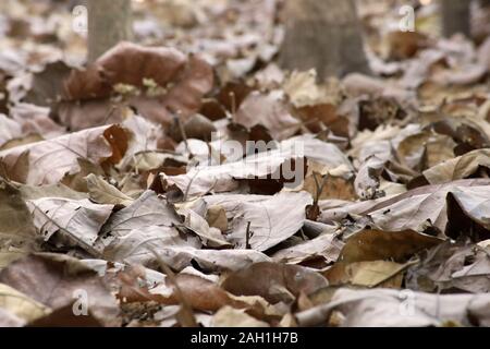 Viele trockene Blätter fielen auf den Boden unter den Bäumen im Winter, Braune Blätter fallen auf den Boden. Stockfoto