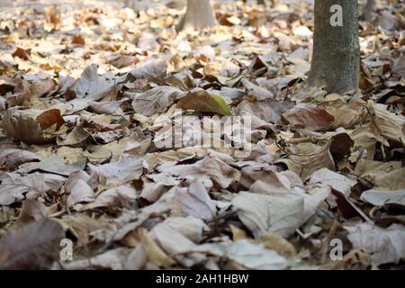 Viele trockene Blätter fielen auf den Boden unter den Bäumen im Winter, Braune Blätter fallen auf den Boden. Stockfoto