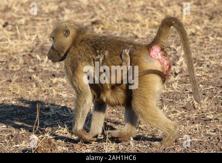 Chobe Pavian Eltern und Baby Stockfoto