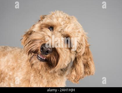 Cockapoo, 1.5 Jahre alt, Aprikose, männlich, Großbritannien. Stockfoto