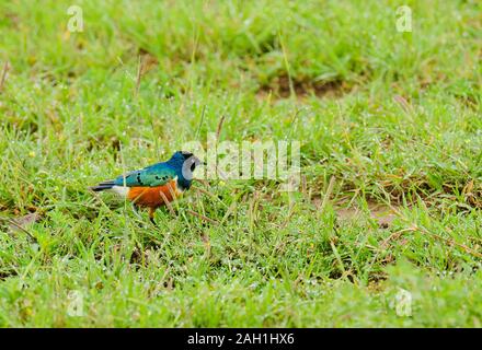 Ausgezeichnete Starling (Lamprotornis superbus) im Serengeti National Park Stockfoto