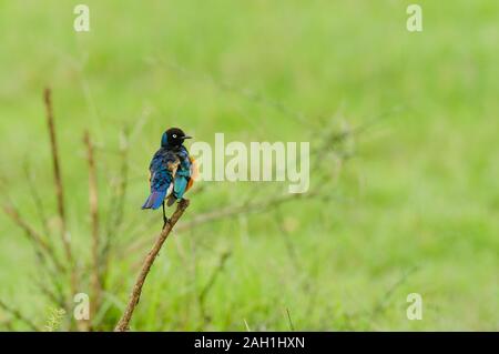 Ausgezeichnete Starling (Lamprotornis superbus) im Serengeti National Park Stockfoto