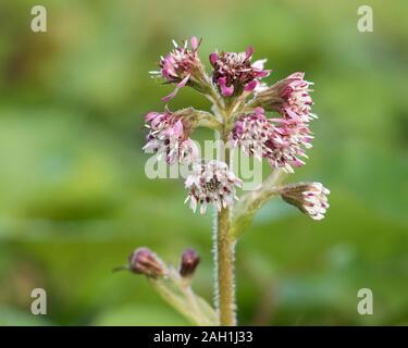 Bedienhebel des Winters Heliotrop Blumen wachsen im Dezember. Tipperary, Irland Stockfoto