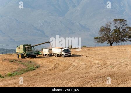 Caledon, Western Cape, Südafrika. Mähdrescher, die mit einem Korn Lkw im wheatlands Region nahe Caledon, Western Cape. Stockfoto